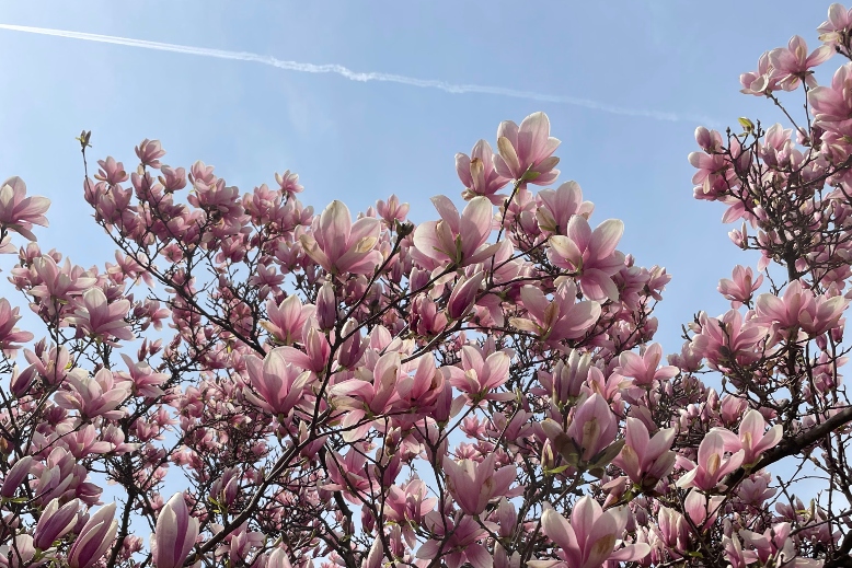 Boston Common Cherry Blossom